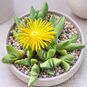 Cheiridopsis ACUMINATA (Хейридопсис) 2