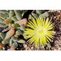 Cheiridopsis ACUMINATA (Хейридопсис) 4