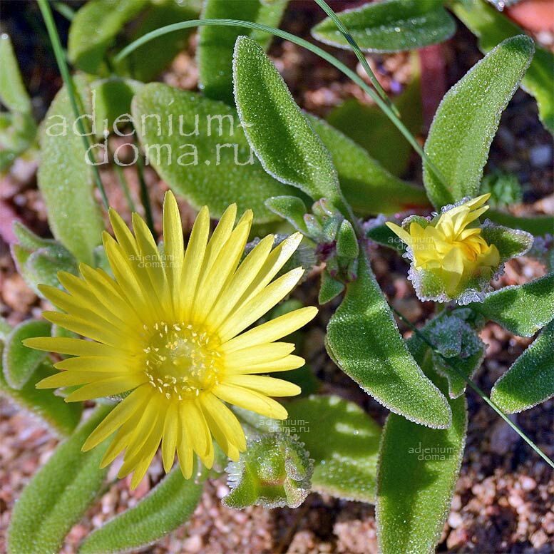 Cleretum PAPULOSUM SCHLECHTERI Micropterum Клеретум Шлехтера папулозный Микроптерум 2