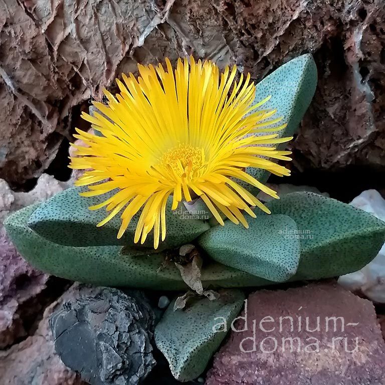 Pleiospilos COMPACTUS CANUS Living Rock Split Plant Ostrichfoot Quaggafig Плейоспилос компактный седой Компактус Канус 2