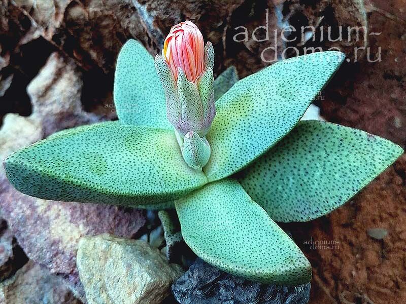 Pleiospilos COMPACTUS CANUS Living Rock Split Plant Ostrichfoot Quaggafig Плейоспилос компактный седой Компактус Канус 3
