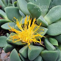 Pleiospilos COMPACTUS 'CANUS' (Плейоспилос)