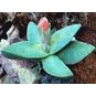 Pleiospilos COMPACTUS 'CANUS' (Плейоспилос) 4