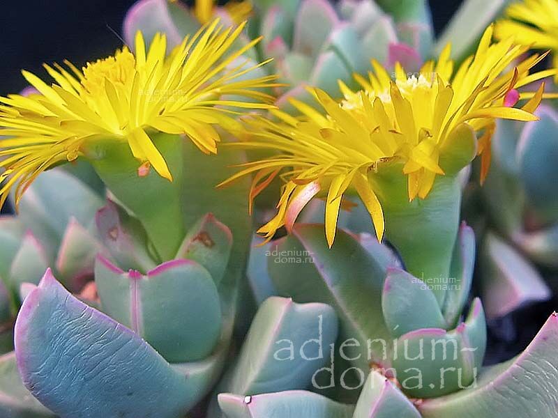 Machairophyllum BREVIFOLIUM Махайрофиллум коротколистный Махайрофиллюм Бревифолиум 3