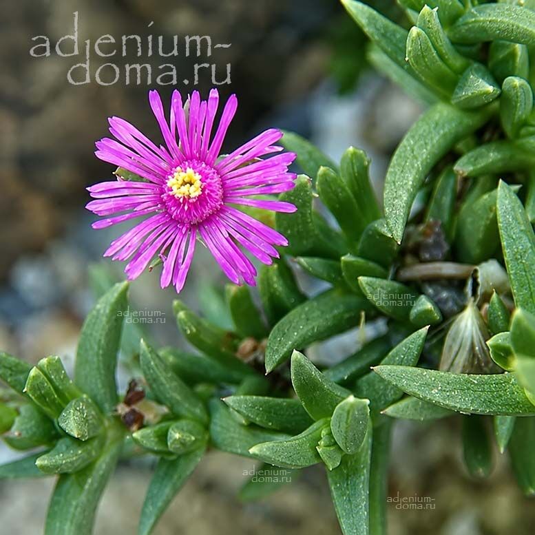 Ruschia PULVINARIS (Рушия)