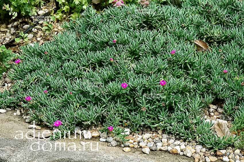 Ruschia PULVINARIS Creeping Shrubby Ice Plant Congested Рушия подушковидная Русхия Пульвинарис 3