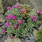 Ruschia PULVINARIS (Рушия) 3