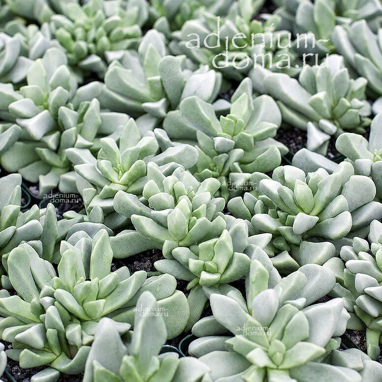 Schwantesia BORCHERDSII (Швантезия)