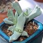 Schwantesia BORCHERDSII (Швантезия) 3