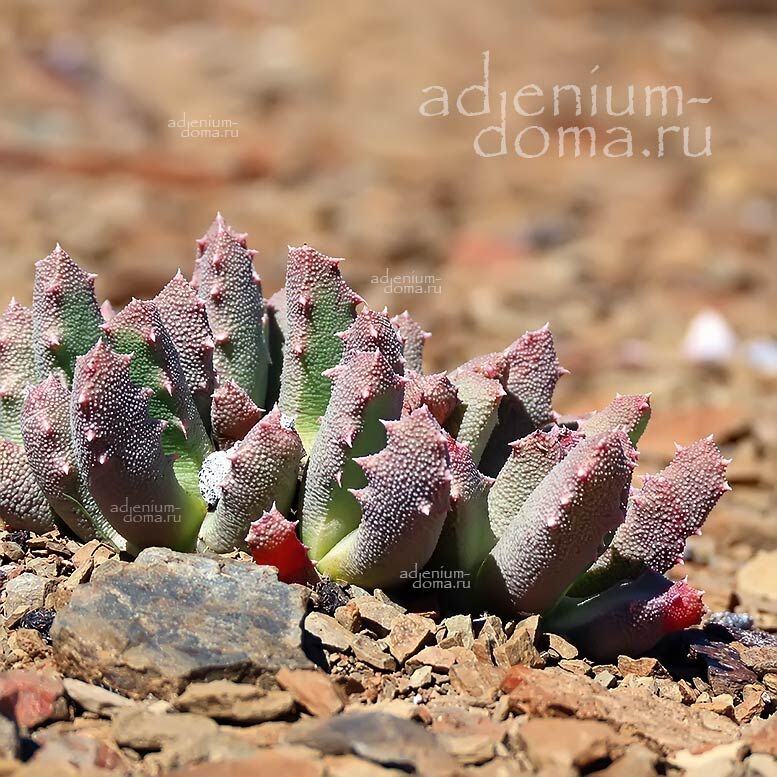 Stomatium SUAVEOLENS (Стоматиум)