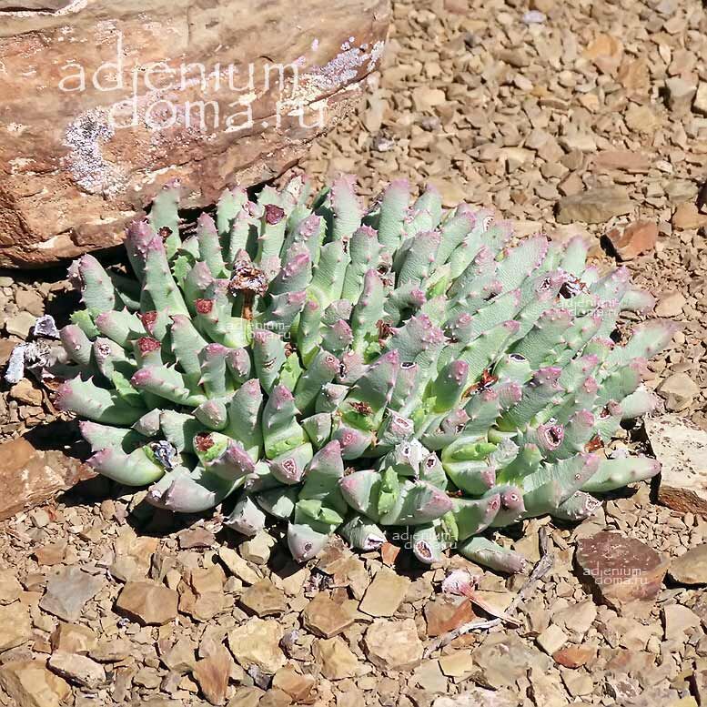 Stomatium SUAVEOLENS Tiger Jaws Стоматиум душистый Суавеоленс 2