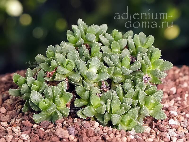 Stomatium SUAVEOLENS Tiger Jaws Стоматиум душистый Суавеоленс 3