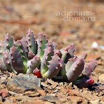 Stomatium SUAVEOLENS (Стоматиум)