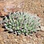 Stomatium SUAVEOLENS (Стоматиум) 3