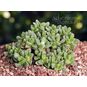 Stomatium SUAVEOLENS (Стоматиум) 4
