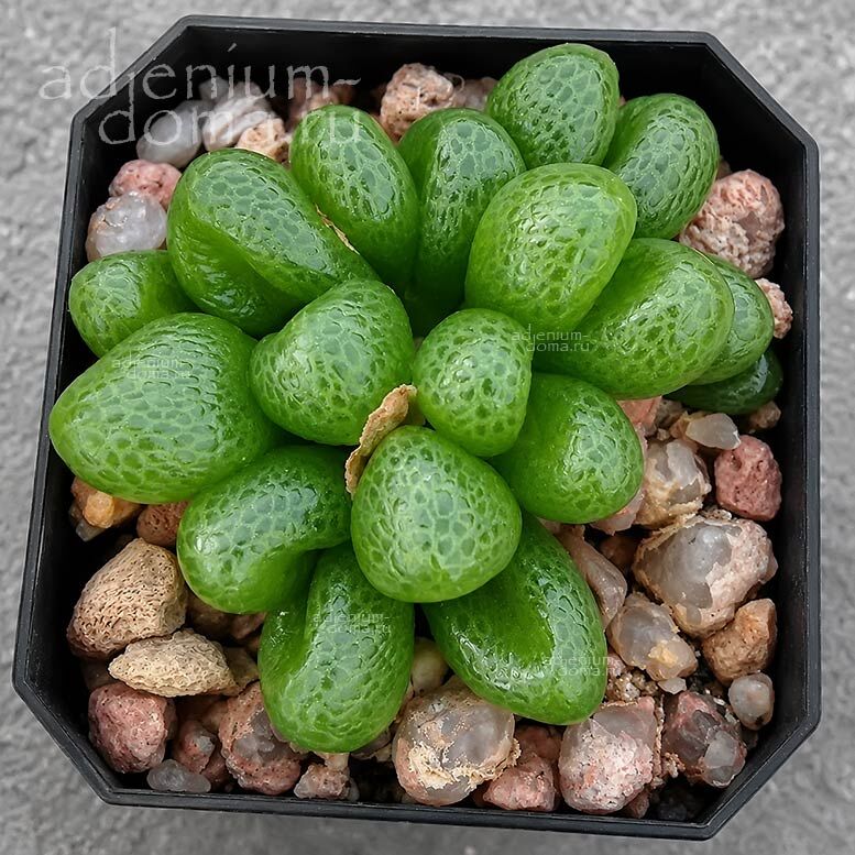 Diplosoma RETROVERSUM Mitrophyllum NANUM Диплосома отогнутая Ретроверсум 2