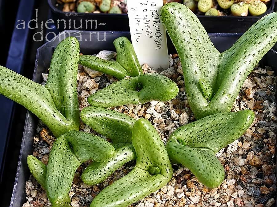 Diplosoma RETROVERSUM Mitrophyllum NANUM Диплосома отогнутая Ретроверсум 3