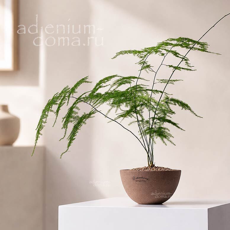 Asparagus SETACEUS PLUMOSUS Lace Fern Аспарагус перистый карликовый Сетацеус Нанус Плюмозус 2