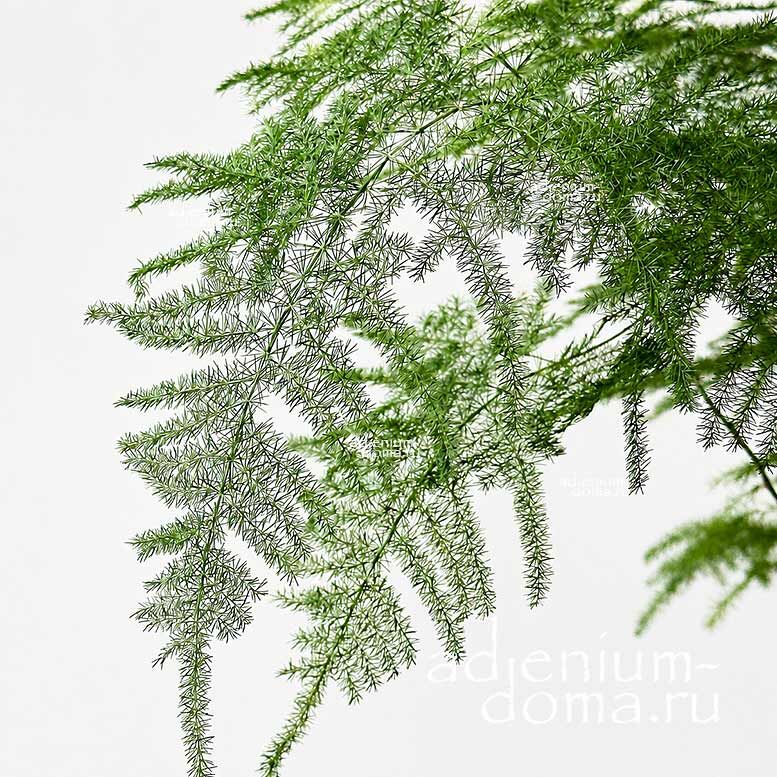 Asparagus SETACEUS PLUMOSUS Lace Fern Аспарагус перистый карликовый Сетацеус Нанус Плюмозус 3