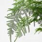 Asparagus SETACEUS 'NANUS' (Аспарагус) 4