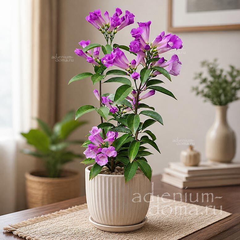 Mansoa ALLIACEA (Мансоа 'Чесночная лиана')