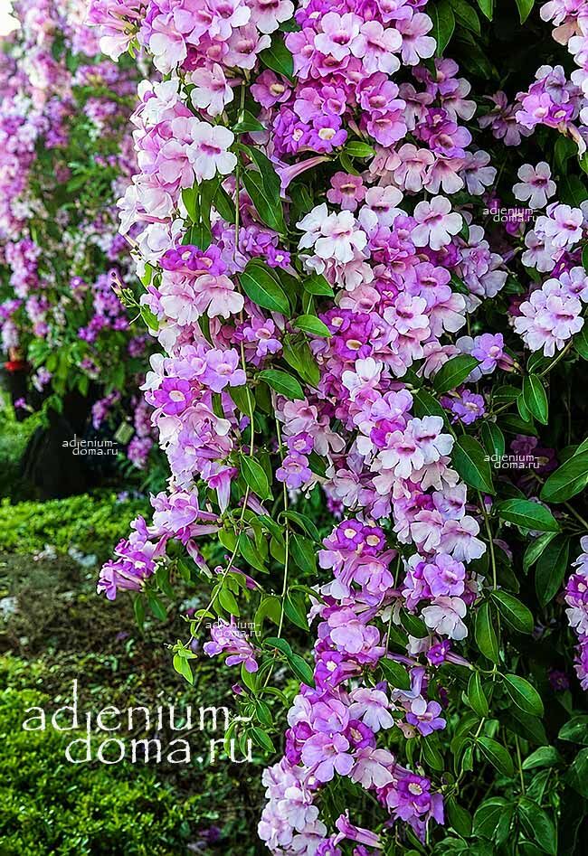 Mansoa ALLIACEA Garlic Vine Creeper Ajo Sacha Мансоа Аллиацеа чесночная лиана 2