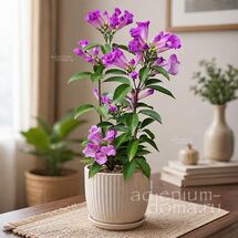 Mansoa ALLIACEA (Мансоа 'Чесночная лиана')