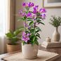 Mansoa ALLIACEA (Мансоа 'Чесночная лиана') 2