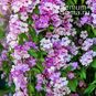 Mansoa ALLIACEA (Мансоа 'Чесночная лиана') 3