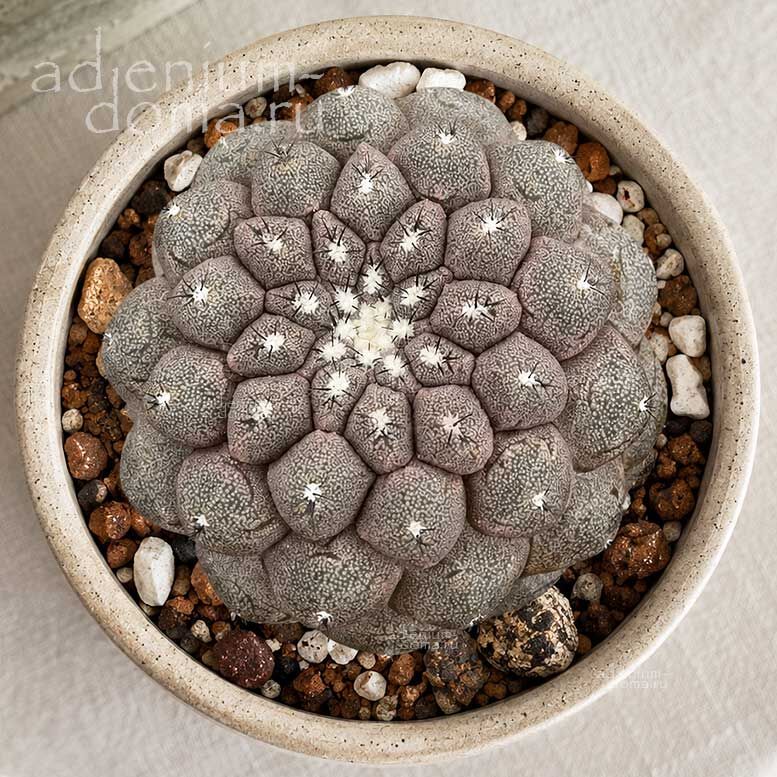 Copiapoa HYPOGAEA Копьяпоа подземная Копиапоа Гипогея Копиапоя 2