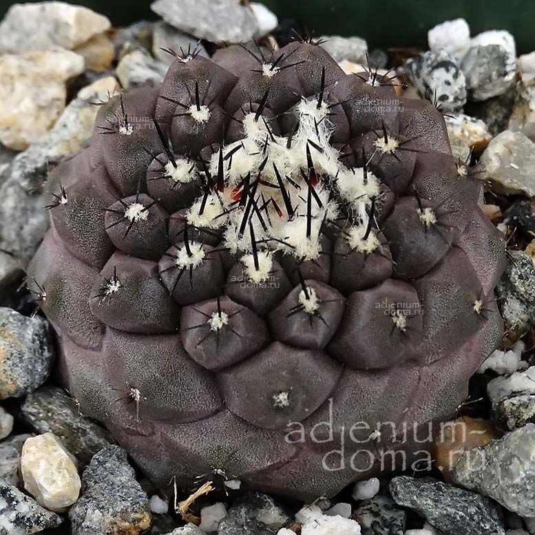 Copiapoa HYPOGAEA Копьяпоа подземная Копиапоа Гипогея Копиапоя 3