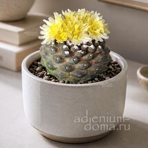 Copiapoa HYPOGAEA (Копьяпоа)