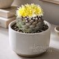 Copiapoa HYPOGAEA (Копьяпоа) 2