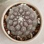 Copiapoa HYPOGAEA (Копьяпоа) 3