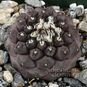 Copiapoa HYPOGAEA (Копьяпоа) 4