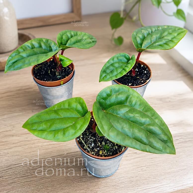 Anthurium LUXURIANS RADICANS Quilted Антуриум Люксурианс Радиканс стёганый 1