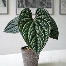 Растение ⌀ 6 Anthurium LUXURIANS x RADICANS (Антуриум)