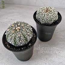 Растение ⌀ 7 Astrophytum ASTERIAS 'SUPERKABUTO' (Астрофитум)