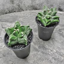 Растение ⌀ 7 Astrophytum MYRIOSTIGMA 'KIKKO' (Астрофитум)