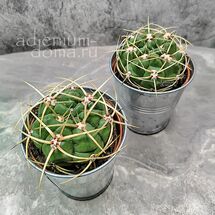 Растение ⌀ 5 Gymnocalycium MONVILLEI (Гимнокалициум)