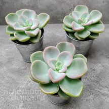 Растение ⌀ 5 Echeveria ORPET (Эхеверия, Эчеверия)