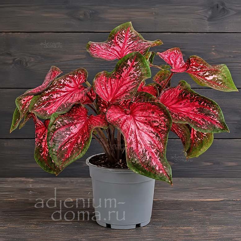 Растение ⌀ 12 Caladium 'SCARLET FLAME' (Каладиум)