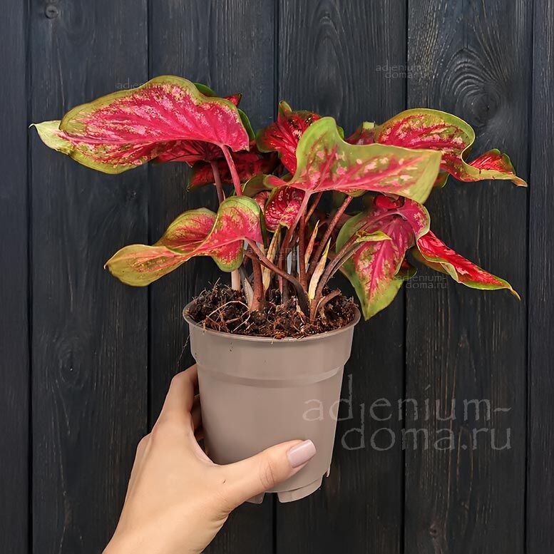 Caladium SCARLET FLAME Heart to Heart Strap Leaf Sun Shade Каладиум Скарлет Флейм Алое пламя 3