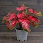 Растение ⌀ 12 Caladium 'SCARLET FLAME' (Каладиум) 2