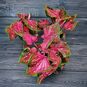 Растение ⌀ 12 Caladium 'SCARLET FLAME' (Каладиум) 3