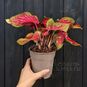 Растение ⌀ 12 Caladium 'SCARLET FLAME' (Каладиум) 4