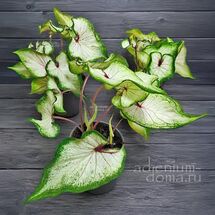 Растение ⌀ 12 Caladium 'WHITE WONDER' (Каладиум)