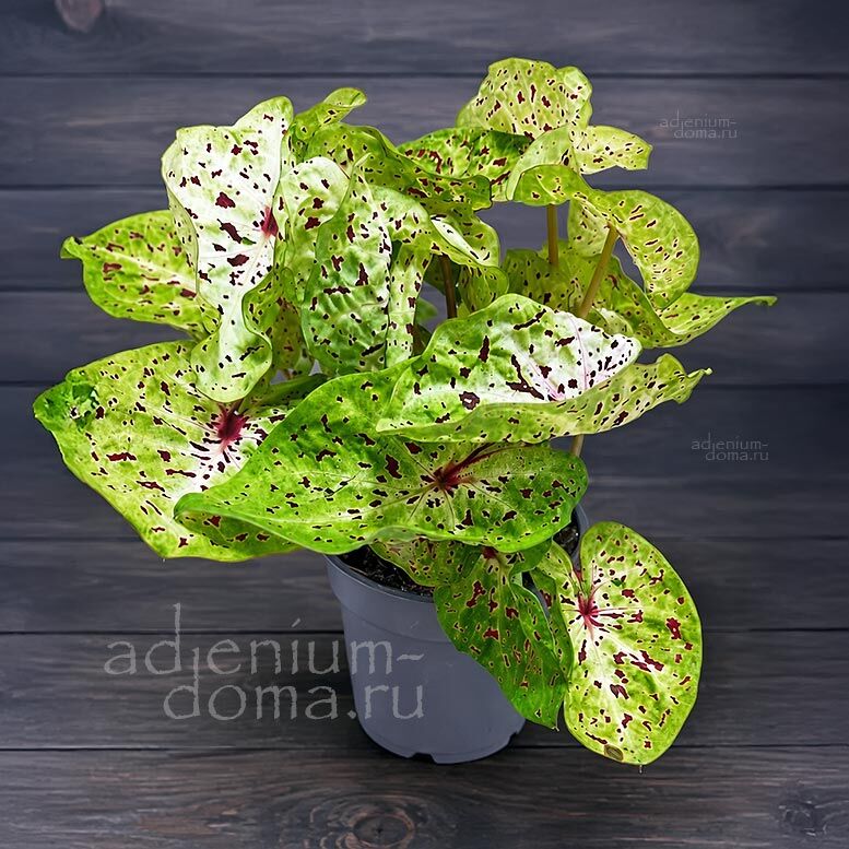 Растение ⌀ 12 Caladium 'MISS MUFFET' (Каладиум)