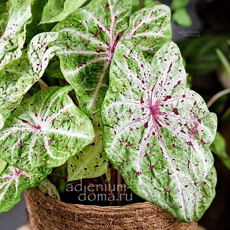 Caladium MISS MUFFET Angel Wings Chartreuse Fancy Leaf Каладиум Мисс Маффет Ангельские крылья 2