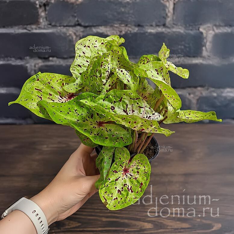 Caladium MISS MUFFET Angel Wings Chartreuse Fancy Leaf Каладиум Мисс Маффет Ангельские крылья 3